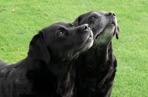 Ruby en Lily